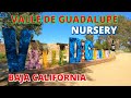 Valle De Guadalupe Nursery | Vivero Valle De Guadalupe | Baja Paradise