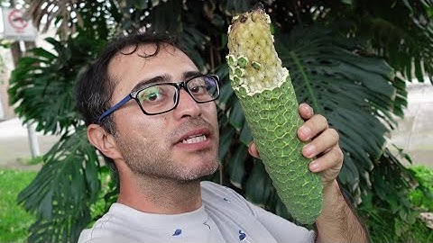 🌿 𝑴𝒐𝒏𝒔𝒕𝒆𝒓𝒂 𝒅𝒆𝒍𝒊𝒄𝒊𝒐𝒔𝒂 ¡Una de las Frutas más Exóticas del mundo! 🌎 Cómo Disfrutar de su Fruta Exótica