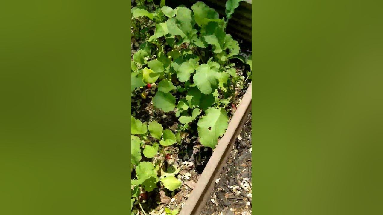 Thinning Radishes In My Garden shorts, gardening , radish YouTube