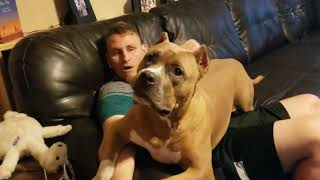 Are Pitbulls Good Lapdogs?