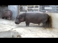 Hippopotamus spreading shit.糞をまき散らすカバ。