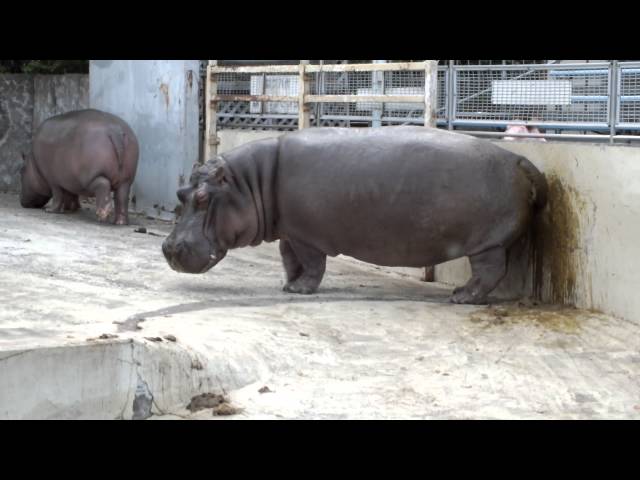 Hippopotamus spreading shit.糞をまき散らすカバ。 class=