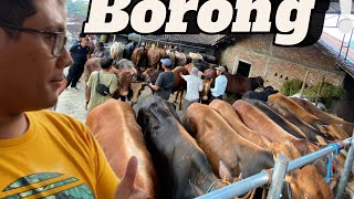 STOK SAPI QURBAN MELIPAH DAN MURAH DI KANDANG LEMBU SURO #sapiqurban2024