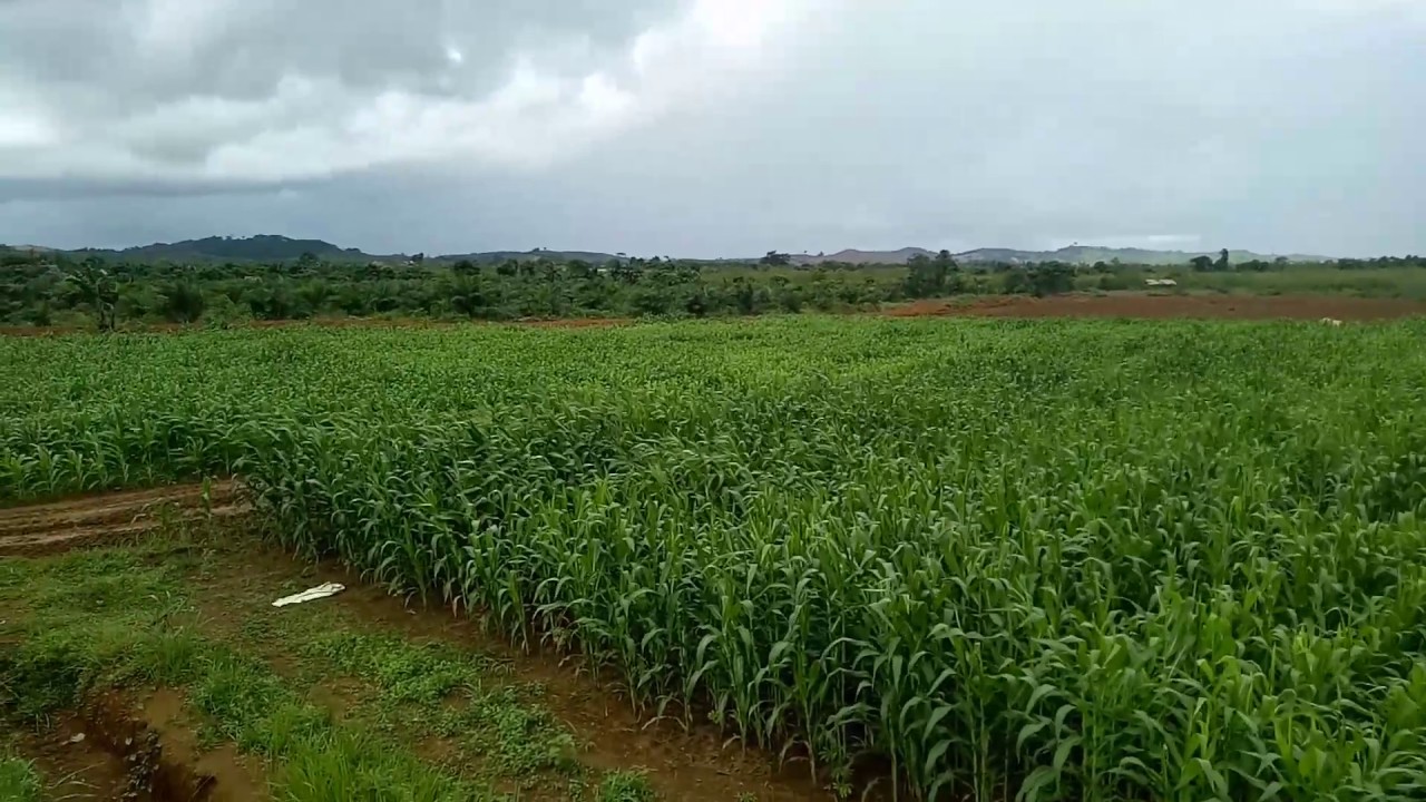 Era baru kebun  jagung  di batulicin YouTube