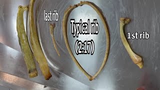 ribs of horse,ox and camel