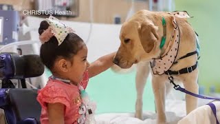 Therapy Dog Marcus Brings Joy Amid Pandemic To Childrens Hospital Of San Antonio