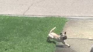 Curb Your Pug 2