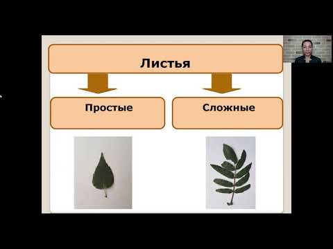 Внешнее строение листа   6 кл