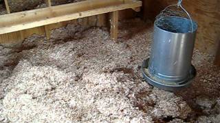litter deep method chickens