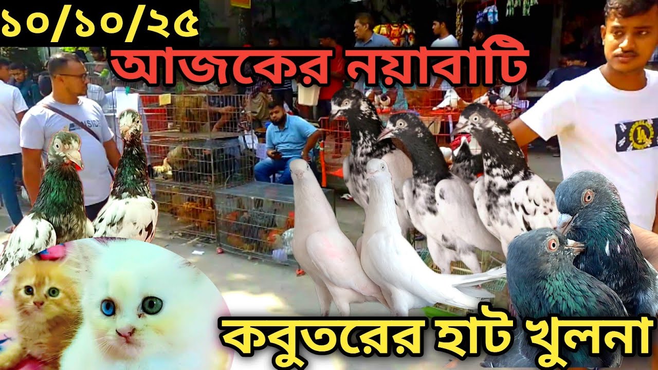 সবথেকে বড়ো কবুতরের হাট খালিশপুর নয়াবাটি(পর্ব১২৫) ১০-১০-২৫ largest pigeon market in khulna khalishpur