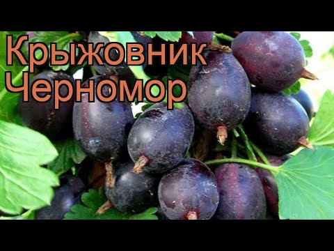 Крыжовник обыкновенная Черномор