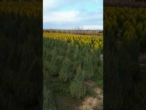 Pepiniera Tuia Langa Bucuresti Pepiniera Comana 0724 746 148 Youtube