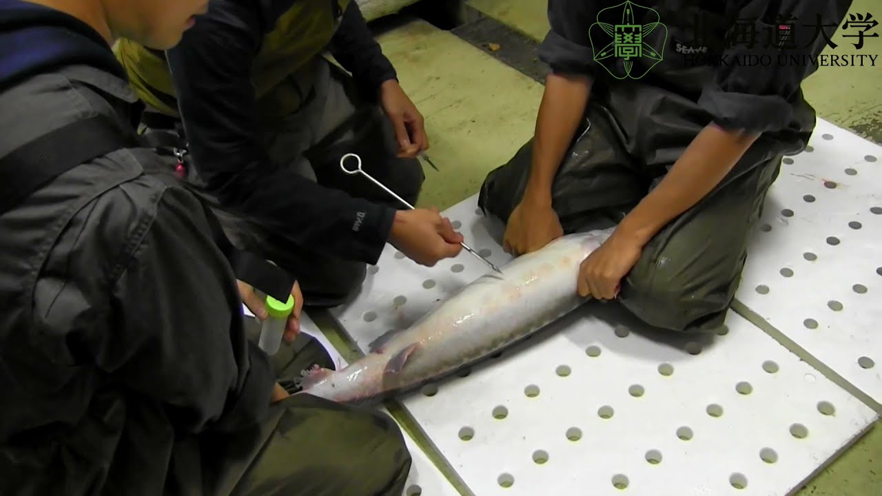 4068　外国切手　ブルガリア2004年 WWF 魚類 チョウザメ　4連刷 Aquarium Movies (Japan) archive 生きている魚図鑑: バルチック