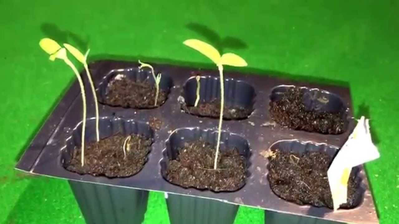 Gardeners delight update part 2 west faced windowsill