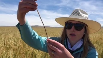 Fusarium Crown Rot Identification