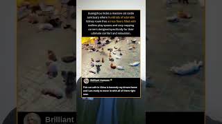 a hidden cat castle with 1000 fluffy residents