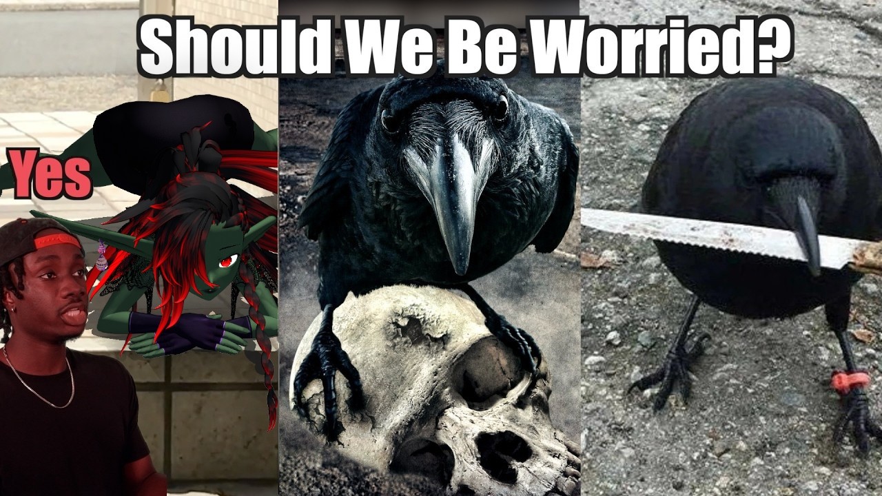 Gobbo's Reaction Day: How Raccoons (Almost) Got Away With It by Casual Geographic