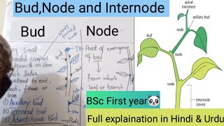 Concept Of Budnode And Internodesimple Way To Understand.