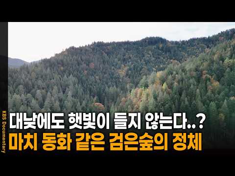 서울시의 10배 크기! 대낮에도 암흑이 드리우는 섬뜩한 검은숲의 정체 | KBS 걸어서 세계 속으로 20251101 방송