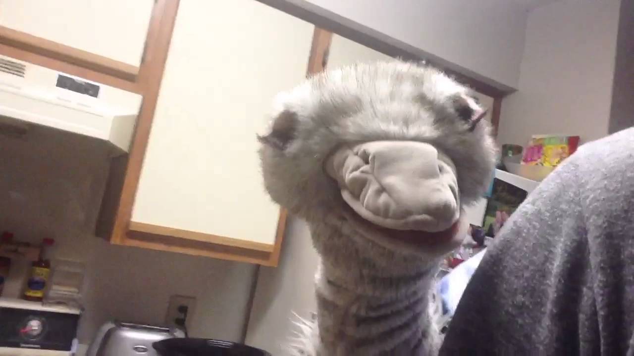 Animal News 5: Breaking