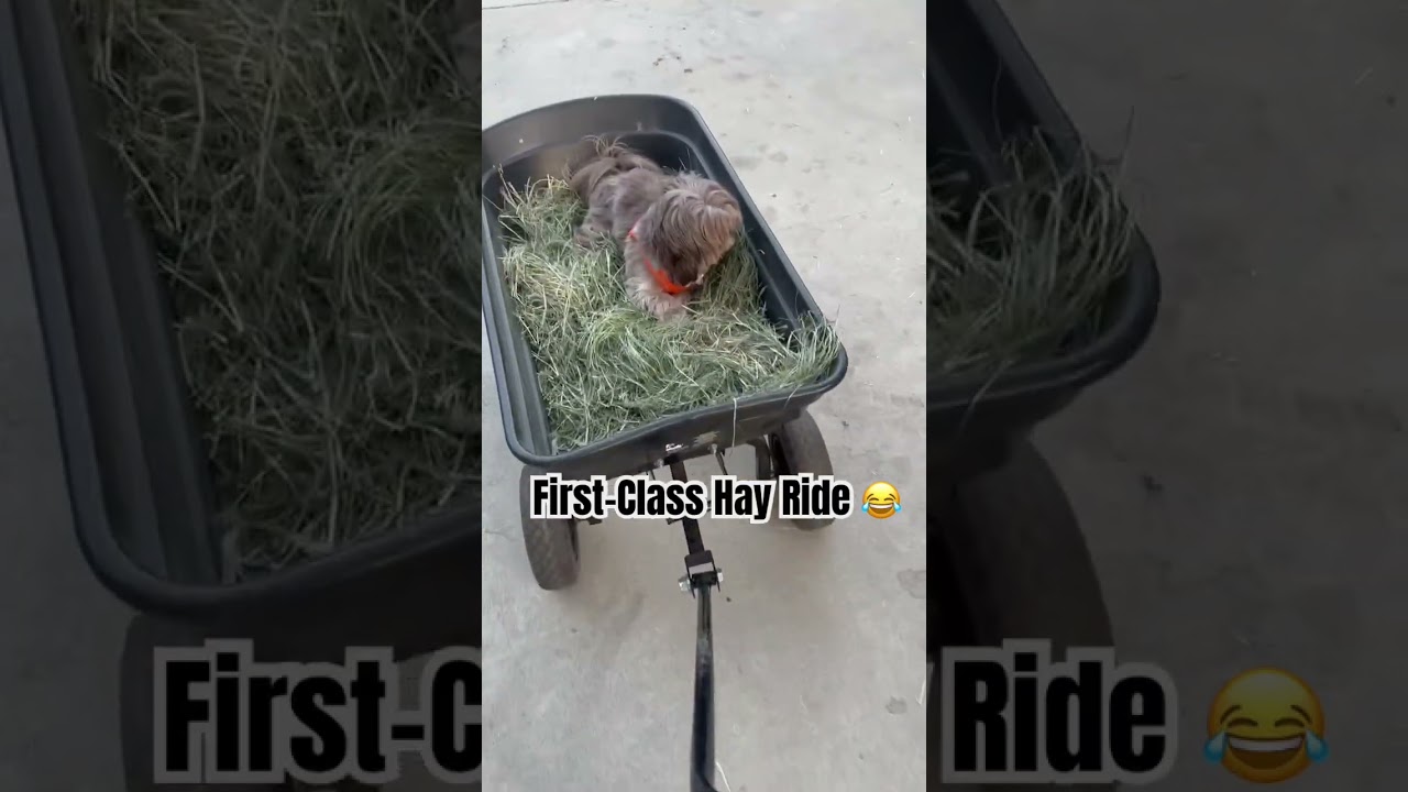 Funny Dog Rides in Wagon Full of Hay | Cute Farm Dog Video