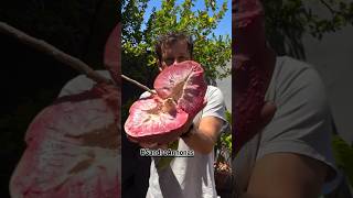 A Deliciosa Fruta Que Dizem Que Era Dos Povos Astecas, Annnona Reticulata