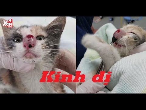 Video: Chấy Mèo - Bệnh Nhi ở Mèo - Ký Sinh Trùng Mèo