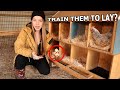 Train Chickens To Lay Where YOU Want In 2 EASY Ways 🥚🐔