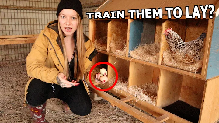 Train Chickens To Lay Where YOU Want In 2 EASY Ways