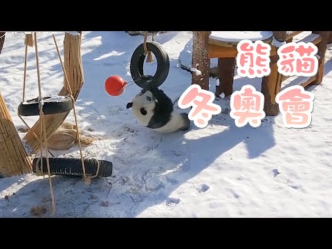 《如果國寶熊貓會說話》第8期 大熊貓的冬奧會 | iPanda熊貓頻道