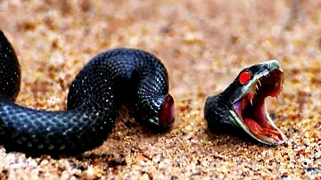 ¿Qué hace una serpiente cuando muere?