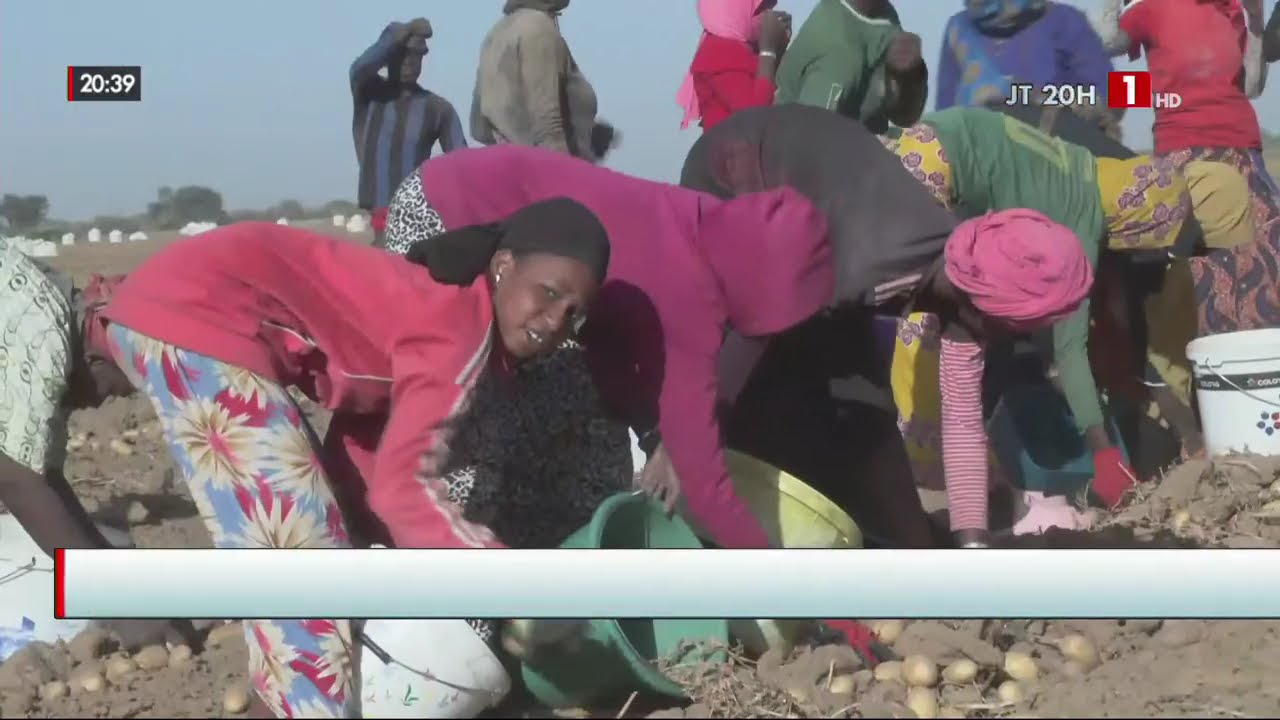 MBANE : PAPE GUÈYE DYNAMISE LA PRODUCTION DE POMMES DE TERRE ET L’ÉCONOMIE LOCALE