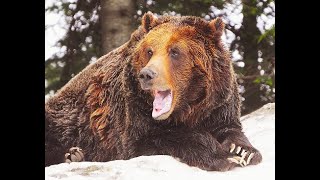 The Terrifying Brown Bear Attack On Isabelle Dube And Lea Mccroy