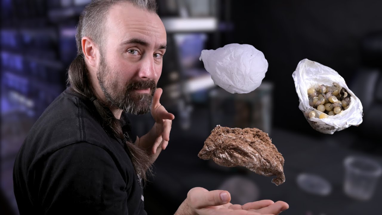 Odbieram trzy kokony 🕷 | arent.pl