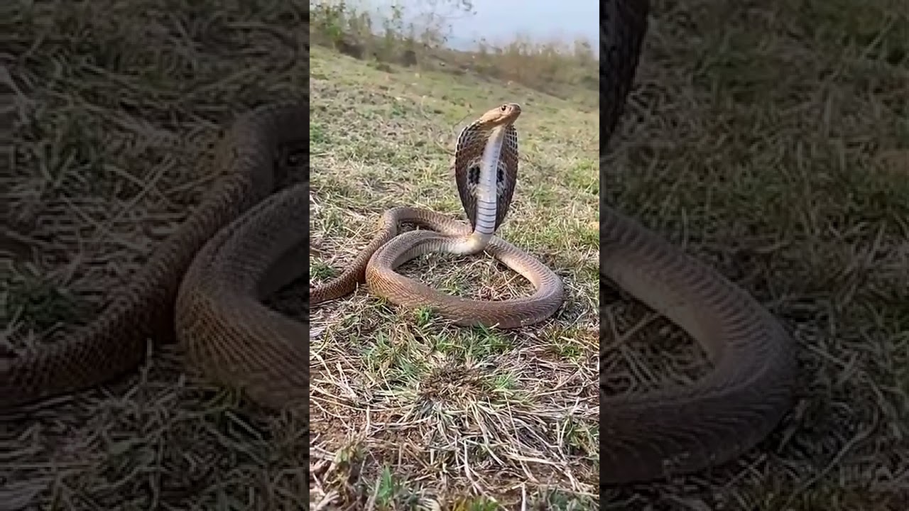 Sound on ,,,,snake breathing heavily,for more videos pls subscribe to