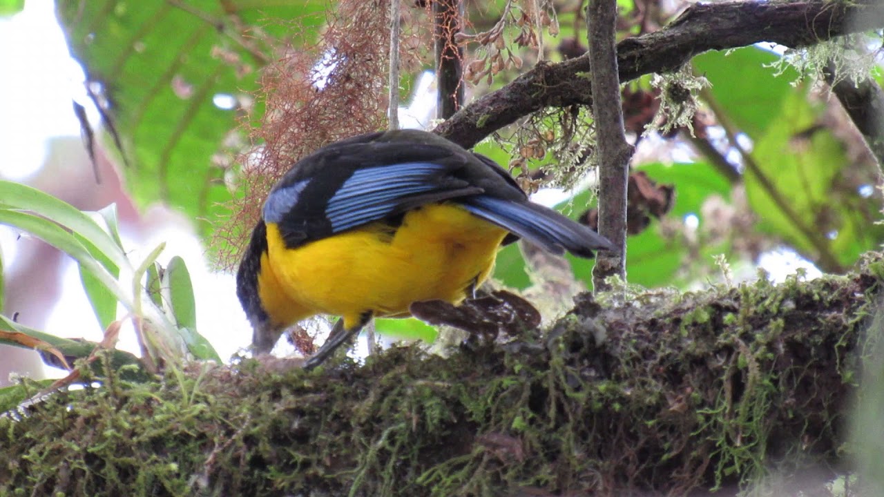 Blue-winged Mountain-Tanager