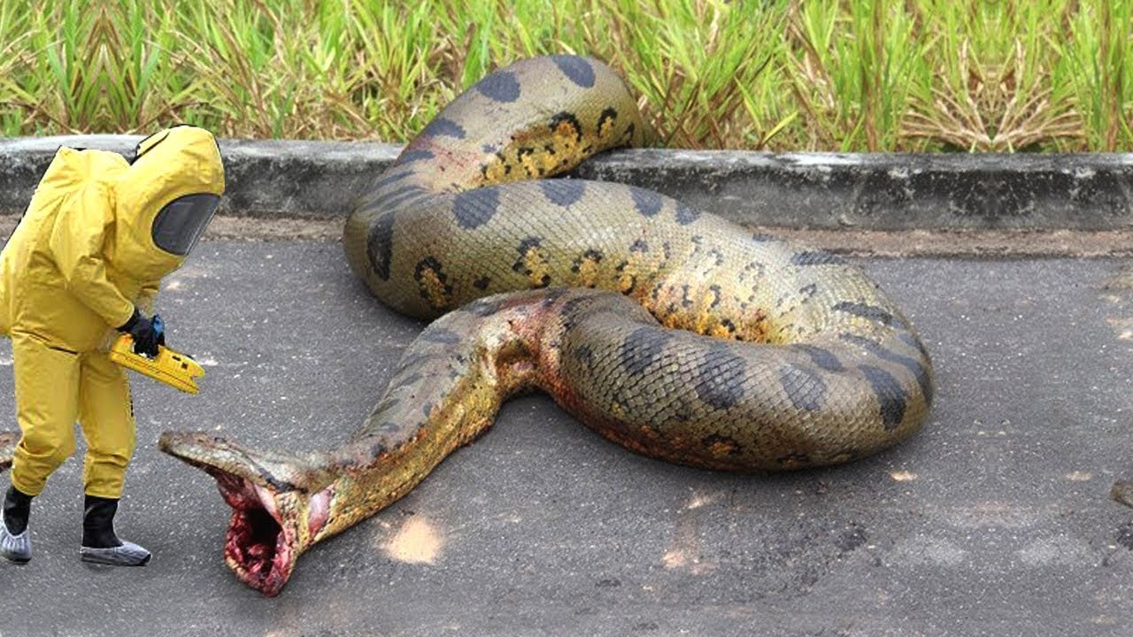 TOP 10 GIANT SNAKE ANACONDA ALL TIME CAPTURED YouTube