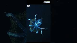 Glass Octopus | Most Beautiful Animal | Beautiful wildlife beautiful hindi beautifulfish