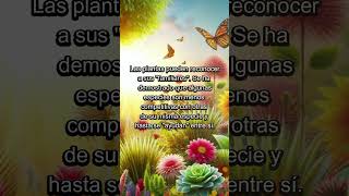 Las plantas pueden reconocer a su familia… ¡Sí, tienen favoritos!  #sabiasque