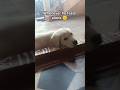 when gunda feels alone #labrador #retreiver #pets #goldenretreiver #dog #cute #funny #dogshorts
