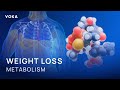How Semaglutide Promotes Weight Loss: Metabolism, Lipolysis, and Cellular Energy in 3D