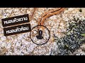 หนอนหัวขวาน🐛 | หนอนหัวค้อน ที่ เช้าฟาร์ม เย็นฟาร์ม