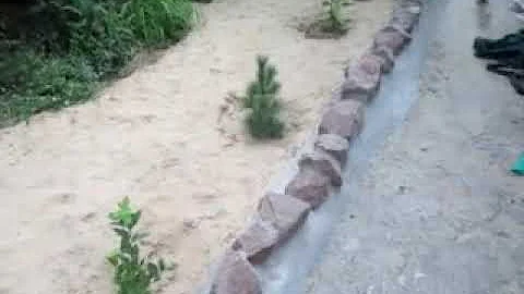 Сумах и айлант Продолжение 08 07 2020