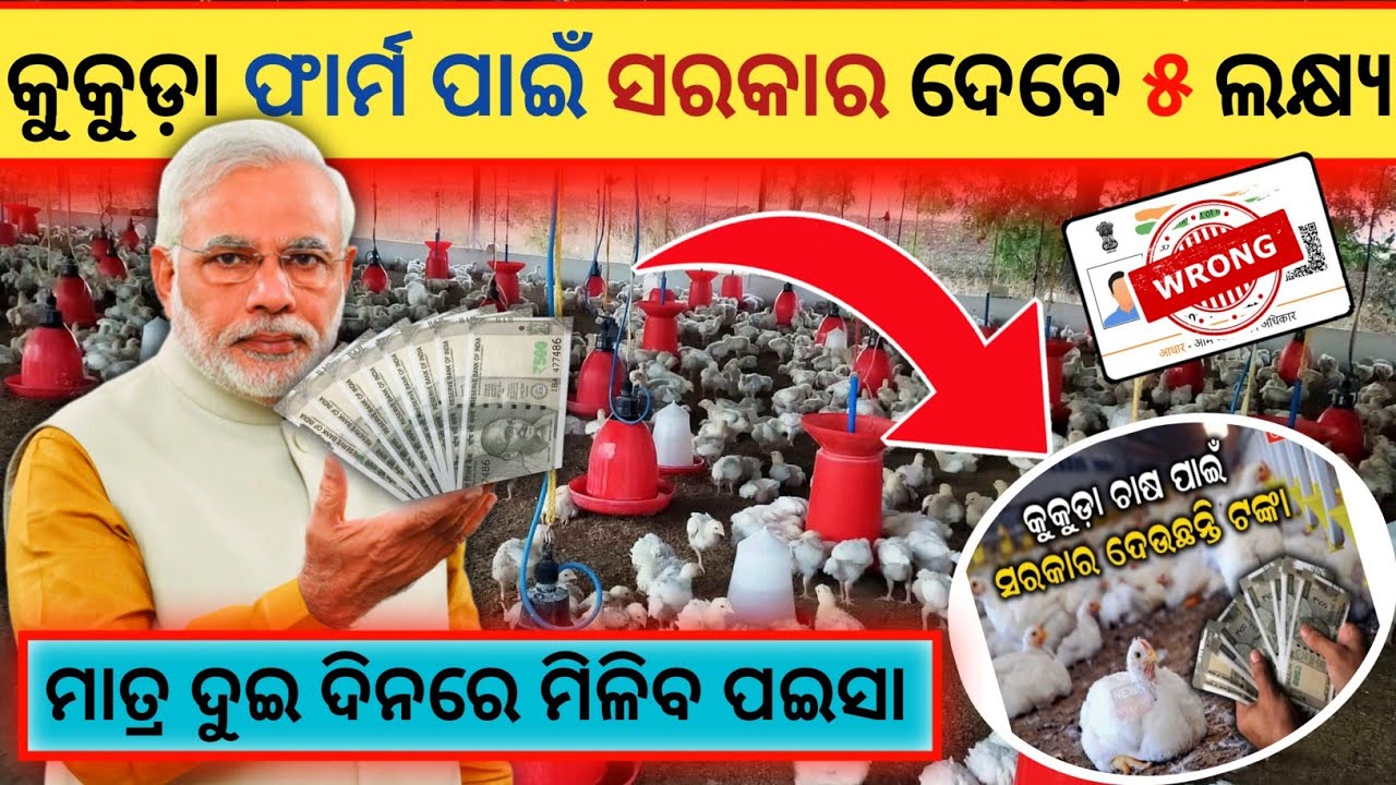 Govt Subsidy For Poultry Farming Ll Kukuda Farm In Odisha Ll Odisha govt-subsidy-for-poultry-farming-ll-kukuda-farm-in-odisha-ll-odisha