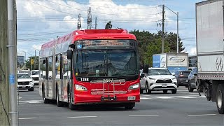 BT ZÜM 2018 NFI XDE60 1880 - 501 ZÜM Queen BT ZÜM 2018 NFI XDE60 1880 - 501 ZÜM Queen