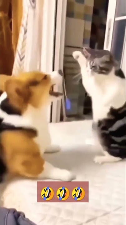 Kucing Lucu Jago Kungfu Tidak Terkalahkan Sama Anjing. #shorts