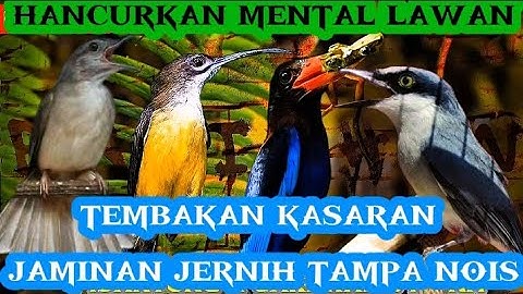 Masteran unggulan 2025, seram & mudah ditiru | kapas tembak, pIjantung, cakakak & jinjing petulak