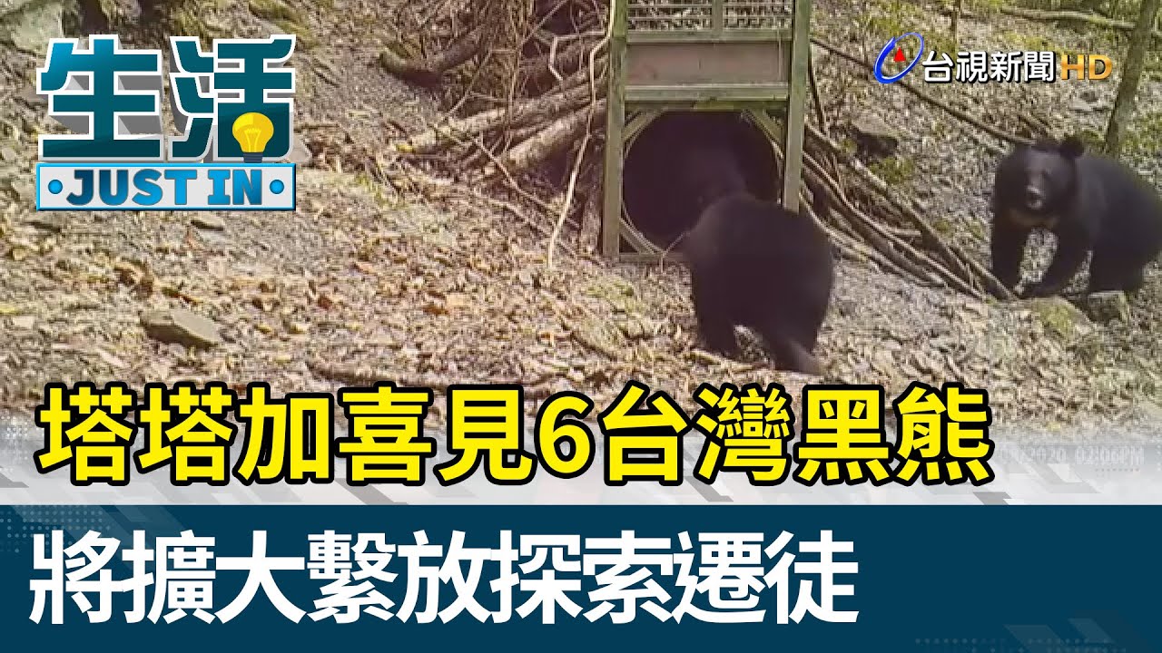 塔塔加喜見6台灣黑熊  將擴大繫放探索遷徒【生活資訊】