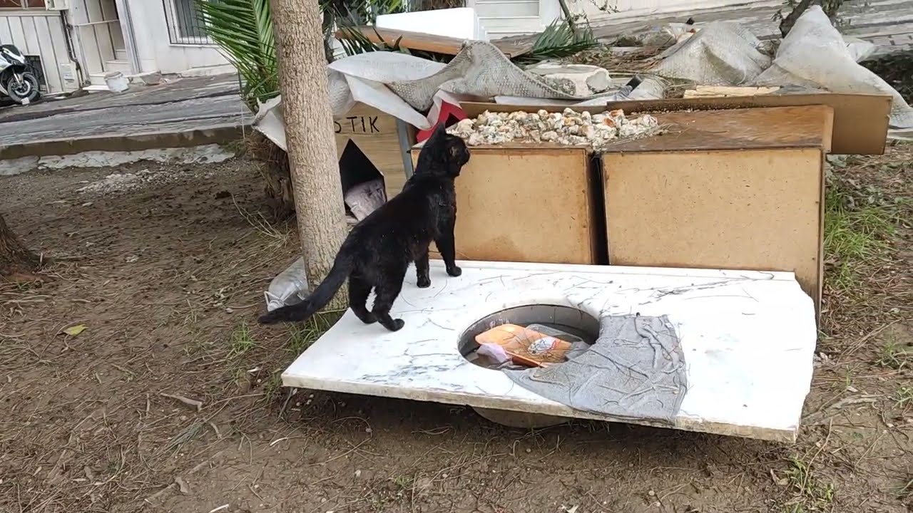 A One Eyed Black Street Cat and How We Can Help