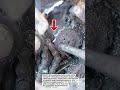 Dirty Motorcycle Chain Sprocket Restoration | Amazing Engine Cleaning Process
